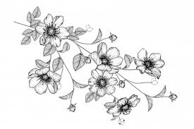 Ver más ideas sobre dibujos fáciles, dibujos, dibujo paso a paso. Dibujos De Flores Faciles Fotos De Amor Imagenes De Amor