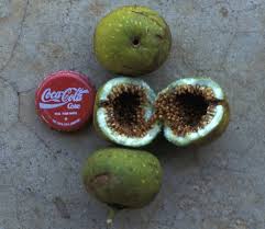 Image result for Ficus bubu