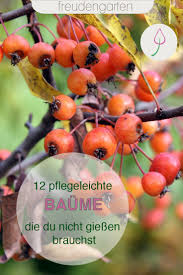 Pin Auf Vegetable Fruit Herb Gardening