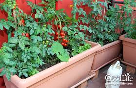 Black/bronze plastic window box plants look beautiful in the 15 in. How To Grow A Container Vegetable Garden