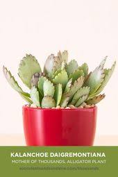 This Monocarpic Succulent Is Perfect For Beginners Succulent Gardening Planting Succulents Succulent Care