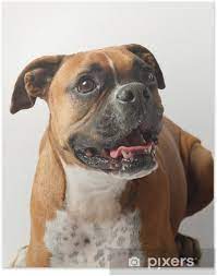 Female Boxer Dog Poster Pixers We Live To Change