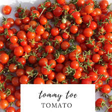 Splash Page Tomato How To Grow Cherries Tomato Garden