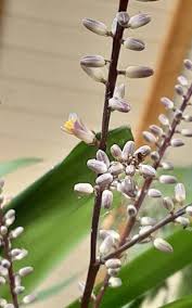 Image result for Cordyline stricta