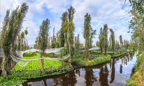 Xochimilco, tlahuac, chinampas, floating islands, channels, mexico city, trajinero, day trip, excursion, day trip xochimilco. Chinampas Artificially Created Islands Of Xochimilco Are Saved By Mexican Chefs The Mazatlan Post Xochimilco Roof Garden Mazatlan
