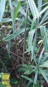 Ketupat palas ibu ros 5.966 views3 year ago. Qudrifarm Ramadhan Kareem Pucuk Palas Mengenali Facebook