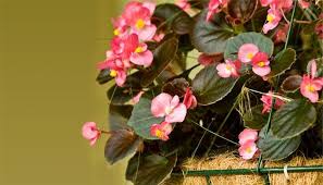 Estoy intentando identificar unas plantas colgantes que he visto en un balcon porque me han resultado muy curiosas. Plantas Colgantes De Exterior Para Decorar Balcones Y Ventanas
