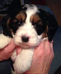 We did not find results for: Lab Mix Puppies For Sale In Maine The Y Guide
