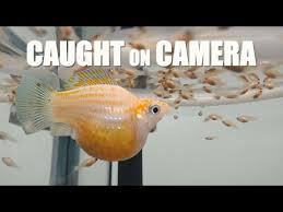 Molly Balloon Giving Birth To 53 Babies Youtube In 2020 Molly Fish Fish Baby Fish