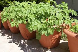 Cultiver Des Pommes De Terre En Pot Gamm Vert