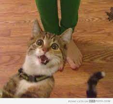 Photo Bomb Cat Funny Animal Pictures Funny Animals Cat Selfie