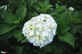 Kết quả hình ảnh cho cẩm tú cầu nhiều màu