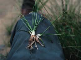 Image result for Isoetes alstonii