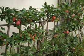 Training fruit trees as fans and espaliers fans and espaliers are popular ways of training fruit trees to grow against a wall or on a trellis. Espaliered 6 Way Combination Apple Tree Restoring Eden