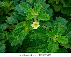 Image result for Pedalium