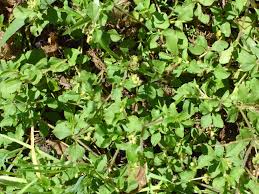 Image result for Acanthospermum australe