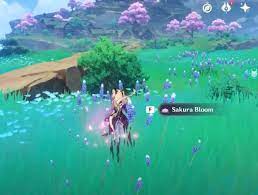 Genshin impact sakura bloom locations. L6zk97 Pufektm