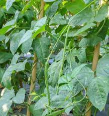 Kacang soya berbentuk bulat, berwarna kuning ke hijau kekuningan. Kacang Panjang Jenis Ciri Ciri Akar Batang Daun Manfaat Merambat