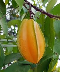 Image result for Averrhoa carambola