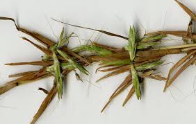 Image result for Cymbopogon caesius