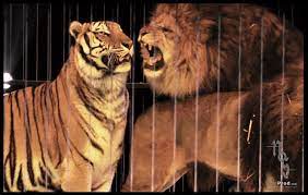 Lion Vs Tiger Fight Asiatic Lion Big Cats Art Tiger