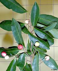 Image result for Antidesma