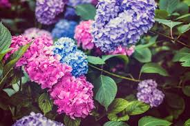 We did not find results for: 750 Hydrangea Pictures Hq Download Free Images On Unsplash