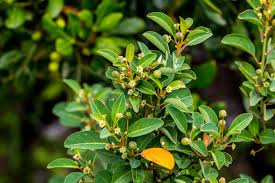 Image result for Clutia angustifolia