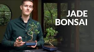 It also likes to be on the dry side and frequent pruning will keep it in shape. Jade Bonsai Tree Youtube