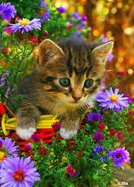 Pin By Rose Wrobel On Lucy Richards Kittens Cutest Pretty Cats Cute Cats