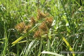 Image result for Cyperus obtusiflorus