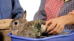 Can You Keep A Wild Rabbit As A Pet Pet Rabbits Youtube