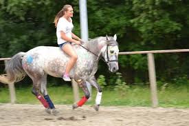 Reitbeteiligung Gesucht Volljahrig Raum Essen Reitbeteiligung Reiten Pferde Fotografie