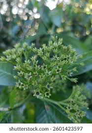 Image result for Psychotria succulenta