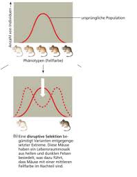 Disruptiv bedeutet auflösen oder zerstören. Evolution Artbildung Pradel 06 12 2017 Flashcards Quizlet