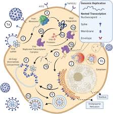 Original grand wing oxford ii. Host Pathogen Interaction In Covid 19 Pathogenesis Potential Therapeutics And Vaccination Strategies Sciencedirect