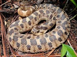 Southern hognose snakes are very stocky and have patterns of large, dark brown blotches on a tan or light gray background. Herp Love Hognose Snake Snake Poisonous Snakes