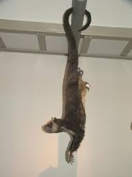 Image result for Trichopteryx