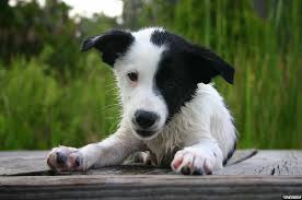 This is an amazing mix of breeds we planned for people looking for a loyal working dog. Collie Australian Shepherd Mix Breed Mutt Puppy Dog Picture Puppy Dog Pictures Mutt Dog Dog Person