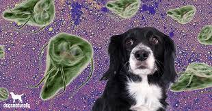 Bird spikes and shock tracks are the most effective ways to deter pest birds. Giardia In Dogs How To Get Rid Of It Naturally Dogs Naturally Magazine