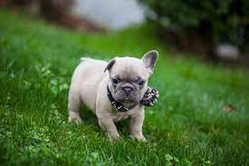 This is temporary and, after teething, your frenchie's ears should stand up on their own. When Will My French Bulldog S Ears Stand Up Nw Frenchies French Bulldog Breeder In Washington State Northwest Frenchies