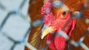 Die vogelgrippe ist eine infektionskrankheit, die bei der hälfte der betroffenen tödlich endet. Rund Eine Million Huhner Wegen Vogelgrippe Zur Keulung Tierwelt