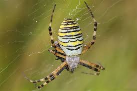 Und genau diese hat sich im garten eines delitzschers niedergelassen. Wespenspinne Nabu Schleswig Holstein