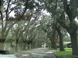 Palm tree growing through an oak tree on cordova street allegedly brings luck to couples that kiss under the tree. The Love Tree Supposedly If You Kiss Under The Love Tree You Re Marriage Will Last We Alre Picture Of St Augustine Florida Tripadvisor