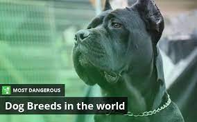 25 Most Dangerous Dog Breeds In The World Dangerous Dogs Dog Breeds Dogs