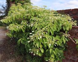 Image result for Hyparrhenia figariana