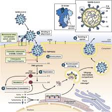 2019 novel coronavirus, wuhan seafood market pneumonia virus) — оболочечный одноцепочный. Is Sars Cov 2 Also An Enteric Pathogen With Potential Fecal Oral Transmission A Covid 19 Virological And Clinical Review Gastroenterology