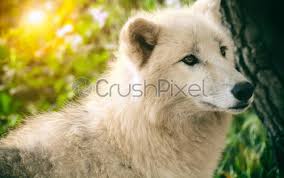 Maybe you would like to learn more about one of these? White Wolf With Green Eyes Stock Photo Crushpixel