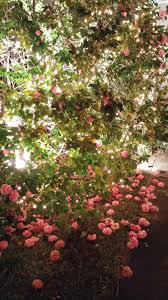 Christmas Camellias With Images Red Peppercorn Lovely Peppercorn
