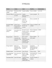 Muscles Nomenclature Pdf Muscles Nomenclature Location